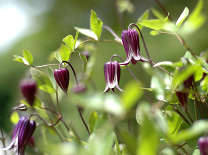クレマチス ‘籠口’
