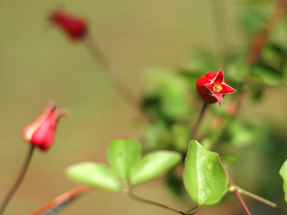 クレマチス・テクセンシス ‘スカーレット’