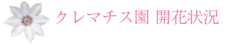 クレマチス園開花状況