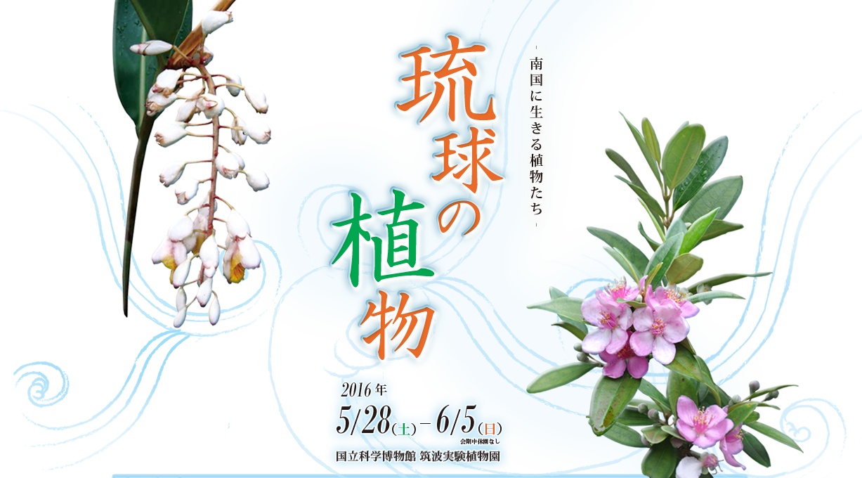 琉球の植物　南国に生きる植物たち