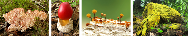 きのこイメージ