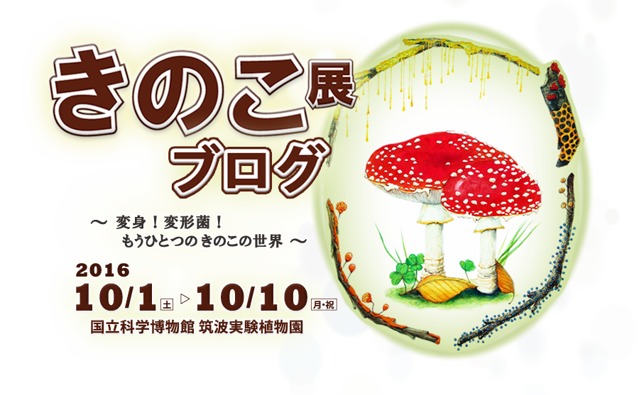 きのこ展2016 「変身！変形菌！～もうひとつのきのこの世界～」ブログ