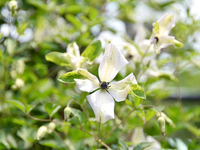 クレマチス ‘アルバ・ラグジュリアンス’