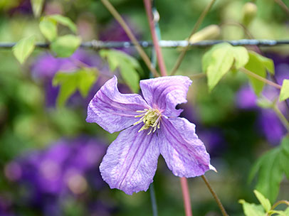 クレマチス ‘エミリア・プレーター’
