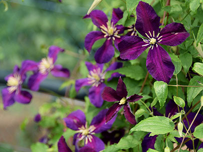 クレマチス ‘カスム’