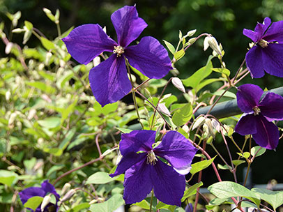 クレマチス ‘ジャックマニー・スパーバ’