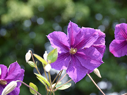 クレマチス ‘ビクトリア’