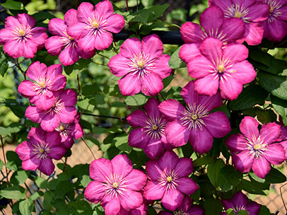 クレマチス ‘ビル・ド・リオン’