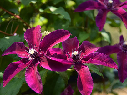 クレマチス ‘フーヴィ’