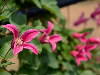 クレマチス ‘プリンセス・ダイアナ’