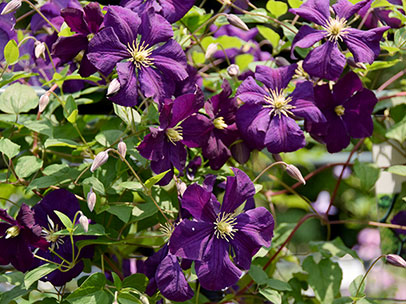 クレマチス ‘ブルー・ベル’