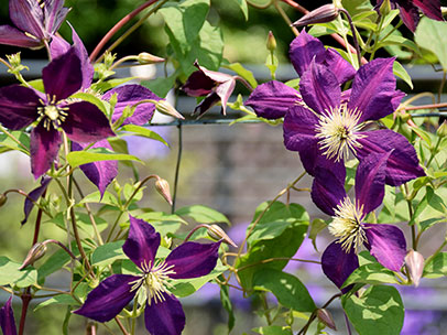 クレマチス ‘ミケリティ’