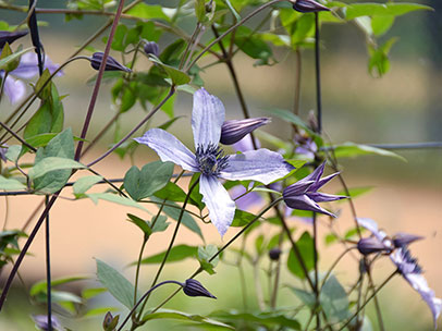クレマチス ‘流星’