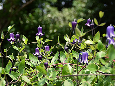 クレマチス ‘籠口’