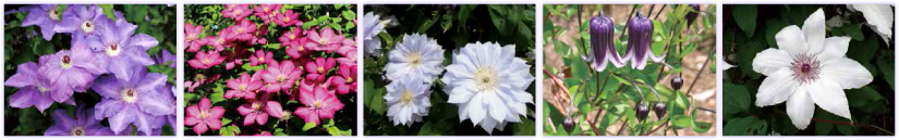 クレマチスイメージ