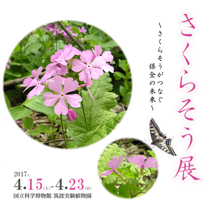 さくらそう展