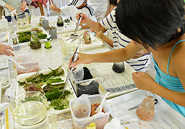 自分だけのアクアリウムをつくろう