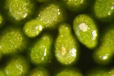 世界最小ミジンコウキクサを観察しよう