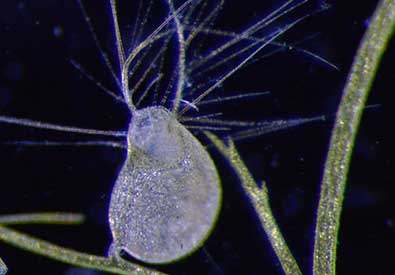食虫植物タヌキモにミジンコを食べさせよう