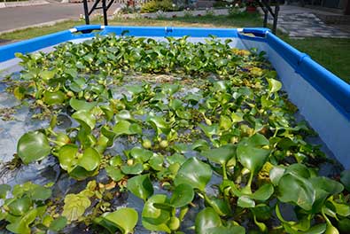 水草池で水草解剖
