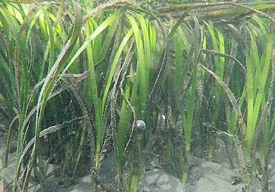 干潟タッチプール