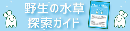 保存版野生の水草探索ガイドをプレゼント