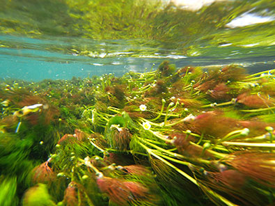 野生の水草