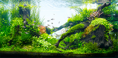 世界水草レイアウトコンテスト53位の水槽（早坂誠）
