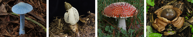 きのこイメージ