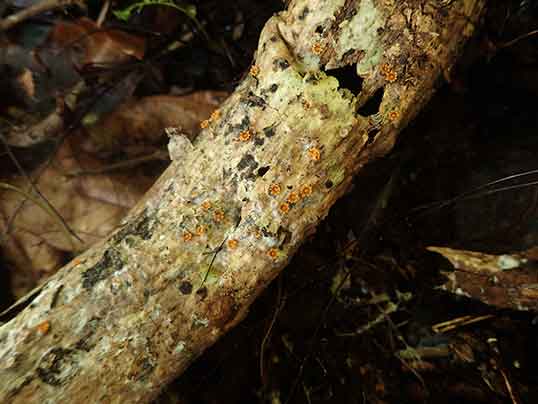 タマハジキタケ