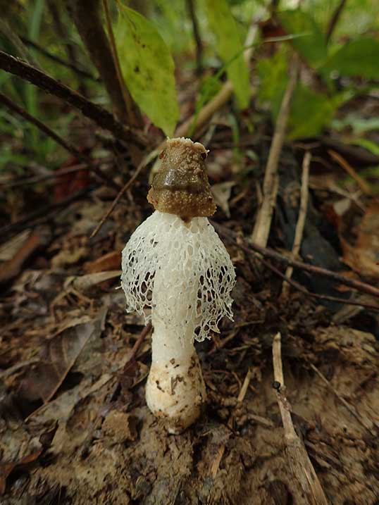 キヌガサタケの仲間