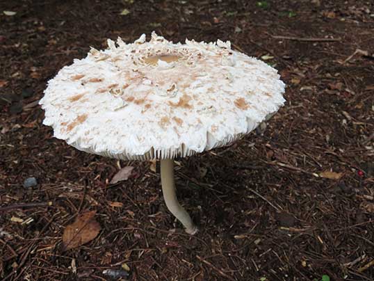 マントカラカサタケ