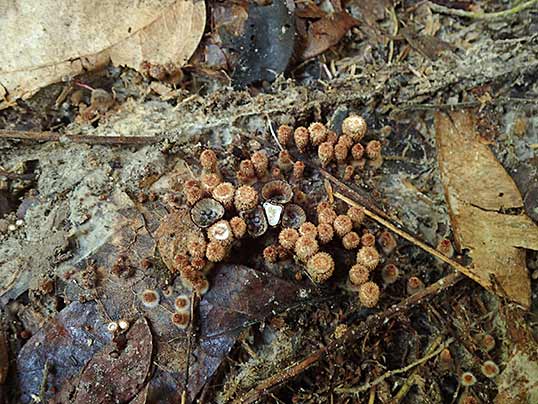 チャダイゴケの仲間