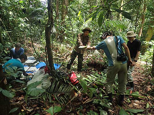 山中の押し葉標本
