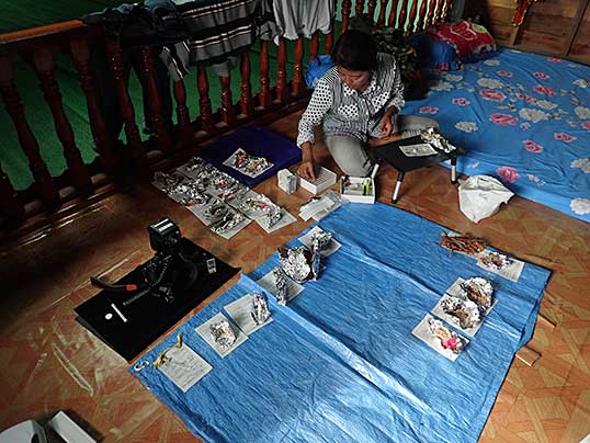 宿でのきのこ標本