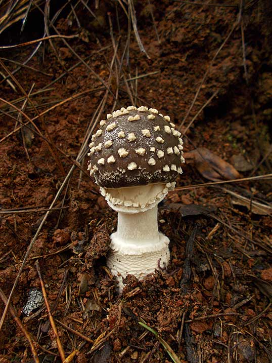 イボテングタケ