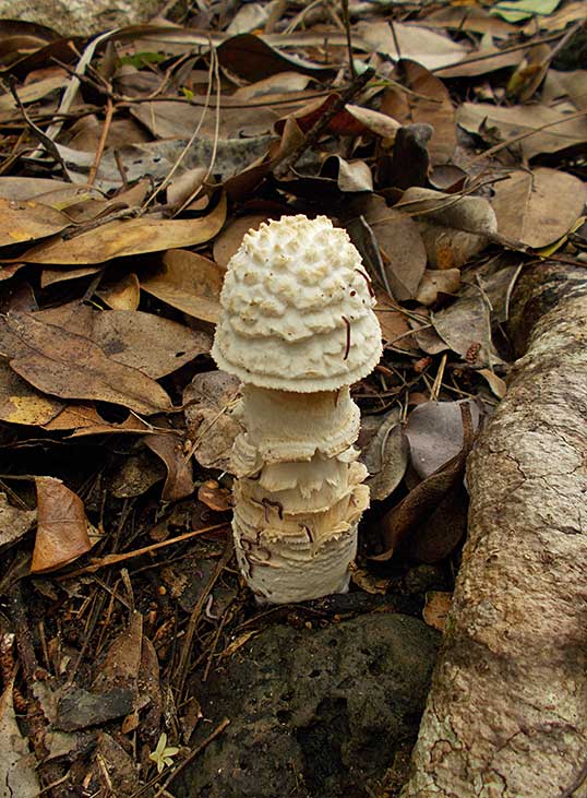 イボテングタケ2