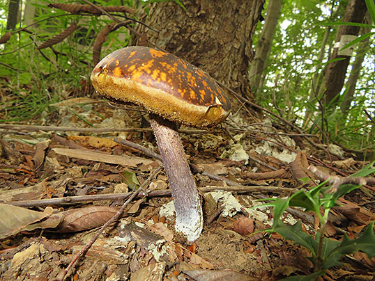 ムラサキヤマドリタケ