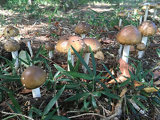 イボテングタケ