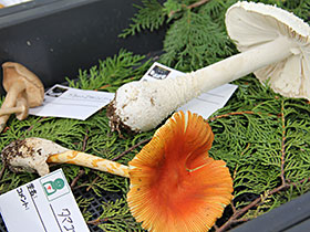 野生きのこ・栽培きのこイメージ