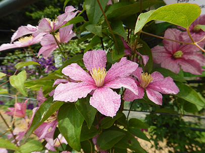 クレマチス‘かぐや’
