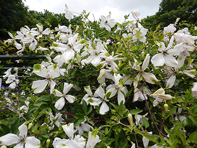 クレマチス‘アルバ・ラグジュリアンス’