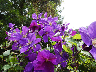 クレマチス‘ジャックマニー・スパーバ’