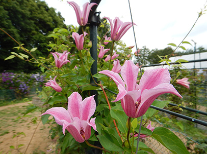 クレマチス‘ダッチェス・オブ・アルバニー’