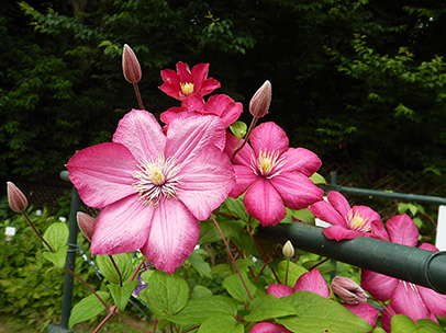 クレマチス‘ビル・ド・リオン’