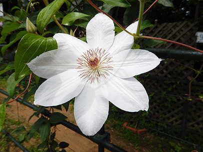 クレマチス‘マダム・バン・ホーテ’