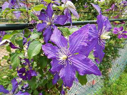 クレマチス‘ラプソディー’