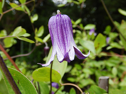 クレマチス‘籠口’