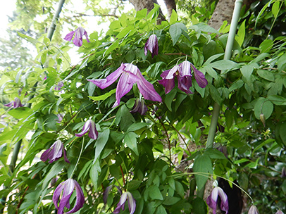 クレマチス・ウィティケラ