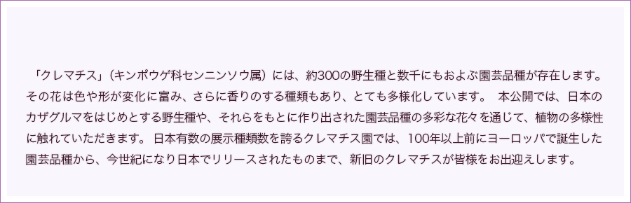 「クレマチス」（キンポウゲ科センニンソウ属）には、約300の野生種と数千にもおよぶ園芸品種が存在します。その花は色や形が変化に富み、さらに香りのする種類もあり、とても多様化しています。本公開では、日本のカザグルマをはじめとする野生種や、それらをもとに作り出された園芸品種の多彩な花々を通じて、植物の多様性に触れていただきます。日本有数の展示種類数を誇るクレマチス園では、100年以上前にヨーロッパで誕生した園芸品種から、今世紀になり日本でリリースされたものまで、新旧のクレマチスが皆様をお出迎えします。